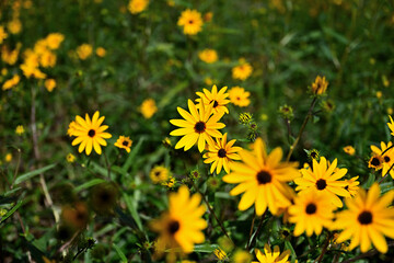 Autumn close-up photo with cosmos in bloom