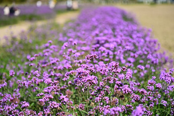 Obraz premium Autumn scenery with purple verbena in bloom