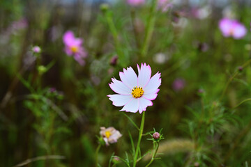 Autumn close-up photo with cosmos in bloom