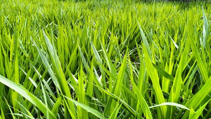 freshness green grass