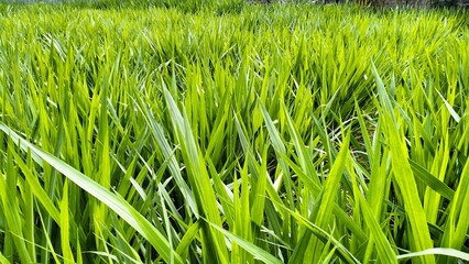 green grass in the morning