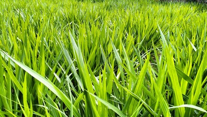 green grass in the wind