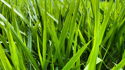 green grass in the wind