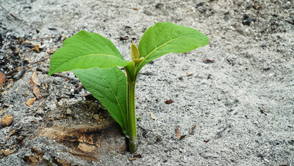 Teak tree shoots grow in soil full of ash. Fresh green leaves. Focus selected