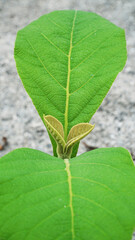 Teak tree shoots among fresh green leaves. Focus selected
