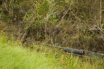 The day after Hurricane Helene went through southern Georgia, the property damage can be seen!