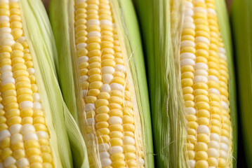 Fresh sweetcorn (bicolor) with green leaf, Close up