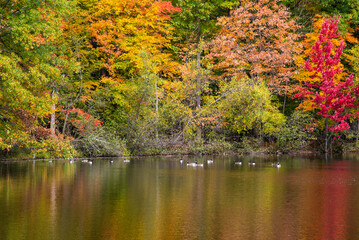 Mont St-Bruno, Canada - Oct. 13 2024: Colored fall season at the Lac Moulin on Mont St-Bruno