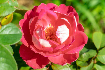 あぐりの丘の赤いバラ