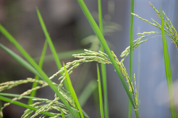 close up of paddy rice plant in rice field with blurred background