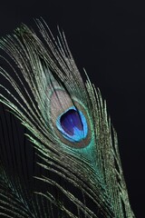 One beautiful peacock feather on black background, closeup
