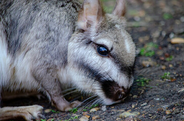 Vizcacha