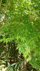 Fototapeta premium 紅葉