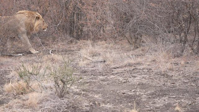 Mature male African Lion (Panthera leo) on the hunt. his is big, probably 8 years old walking thru the thorny bush in late Afternoon, South Africa. Slow motion, 25 percent natural speed.