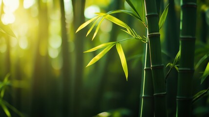 Serene bamboo forest with soft sunlight streaming through the lush green stalks and leaves, creating a peaceful natural atmosphere.