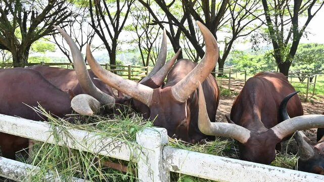 Ankole-Watusi cattles eating straw and grass in the farm. The Ankole‑Watusi is medium-sized and elegant in appearance.