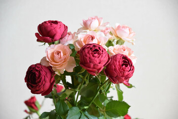 ピンクと赤のばら