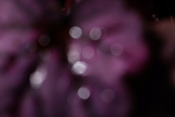 Blurred purple plant bokeh glitter effect abstract background.