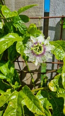 Passionfruit flower