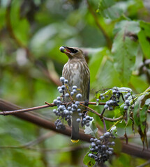 Young Cedar Waxwing eating elderberries