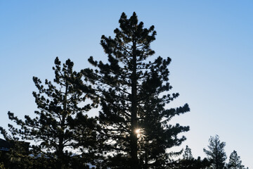 Calm winter sunrise over silhouette of evergreen trees in nature, colorado landscape.