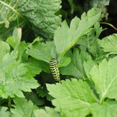 黄揚羽の終齢幼虫