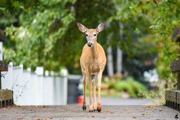 Doe walking towards me