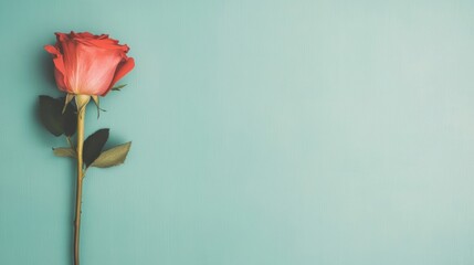 Fototapeta premium A striking red rose stands alone, highlighting its delicate petals and green leaves against a smooth green backdrop