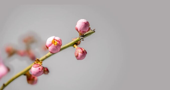 ピンクの梅の花のタイムラプス4K動画