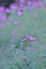 ピンクのコスモス