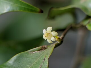 agarwood plant flower with blur background