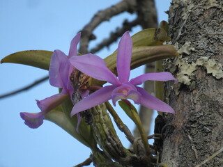 Cattleya walkeriana (Walker's cattleya) is a species of orchid, flower (florida) in the south of...