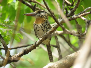 Spot-backed Puffbird (Nystalus maculatus), in south of Tocantins, Cerrado, Brazil