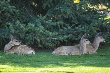 Mule Deer Fawns Resting
