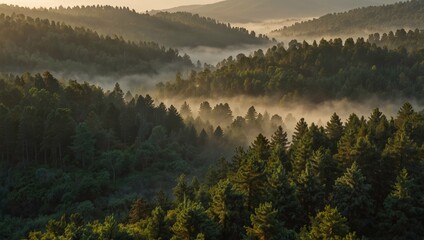 Beautiful view of misty hills and dense pine forests glowing in soft morning light