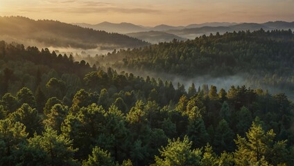 Beautiful view of misty hills and dense pine forests glowing in soft morning light