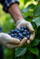 Lush Summer Harvest: Close-Up of Hands in a Plaid Shirt Picking Ripe Blueberries from Organic Fruit Bushes Under Soft Natural Light