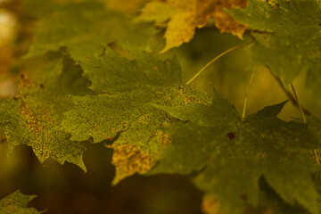 autumn leaves on the tree