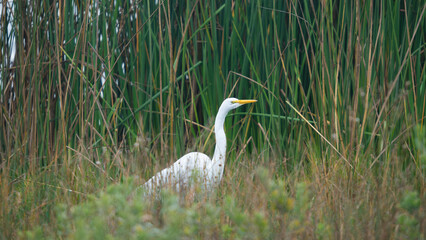 Garza blanca de pico amarillo en un humedal, rodeada de vegetación acuática. Ave en su hábitat natural, tranquila y serena