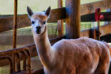 Cute alpaca on a farm.
