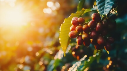 Regenerative coffee farming, featuring coffee plants grown using regenerative techniques like soil health improvement, carbon sequestration, and biodiversity enhancement, 
