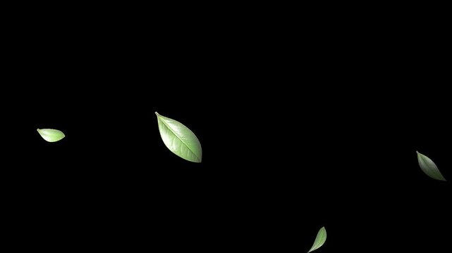 Falling 3D green leaves. Isolated green. overlay. Natural leaves animation. alpha channel