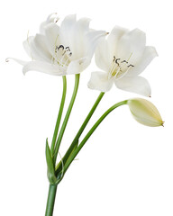 Obraz premium Crinum moorei flowers, Natal Lily, White Lily isolated on white background 