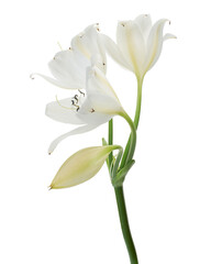 Obraz premium Crinum moorei flowers, Natal Lily, White Lily isolated on white background 