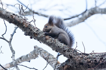 北海道　秋のエゾリス