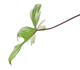 Red Bristle Philodendron, Philodendron squamiferum leaf isolated on white background, with clipping path  © DEWINs