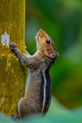 squirrel