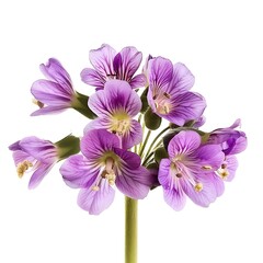 Hedysarum Flower isolated on white background.