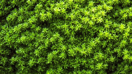 Obraz premium Green moss for background texture.