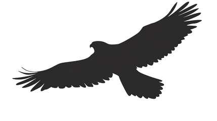 Obraz premium A striking red-tailed hawk perched confidently, showcasing its vibrant reddish-brown tail feathers against a clean white background. This powerful bird of prey is known for its keen eyesight